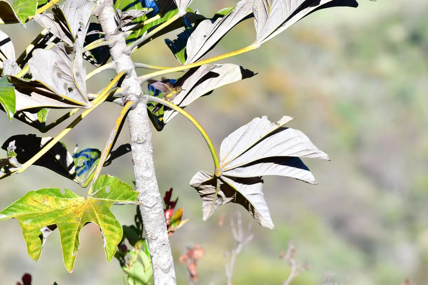 Flora nativa