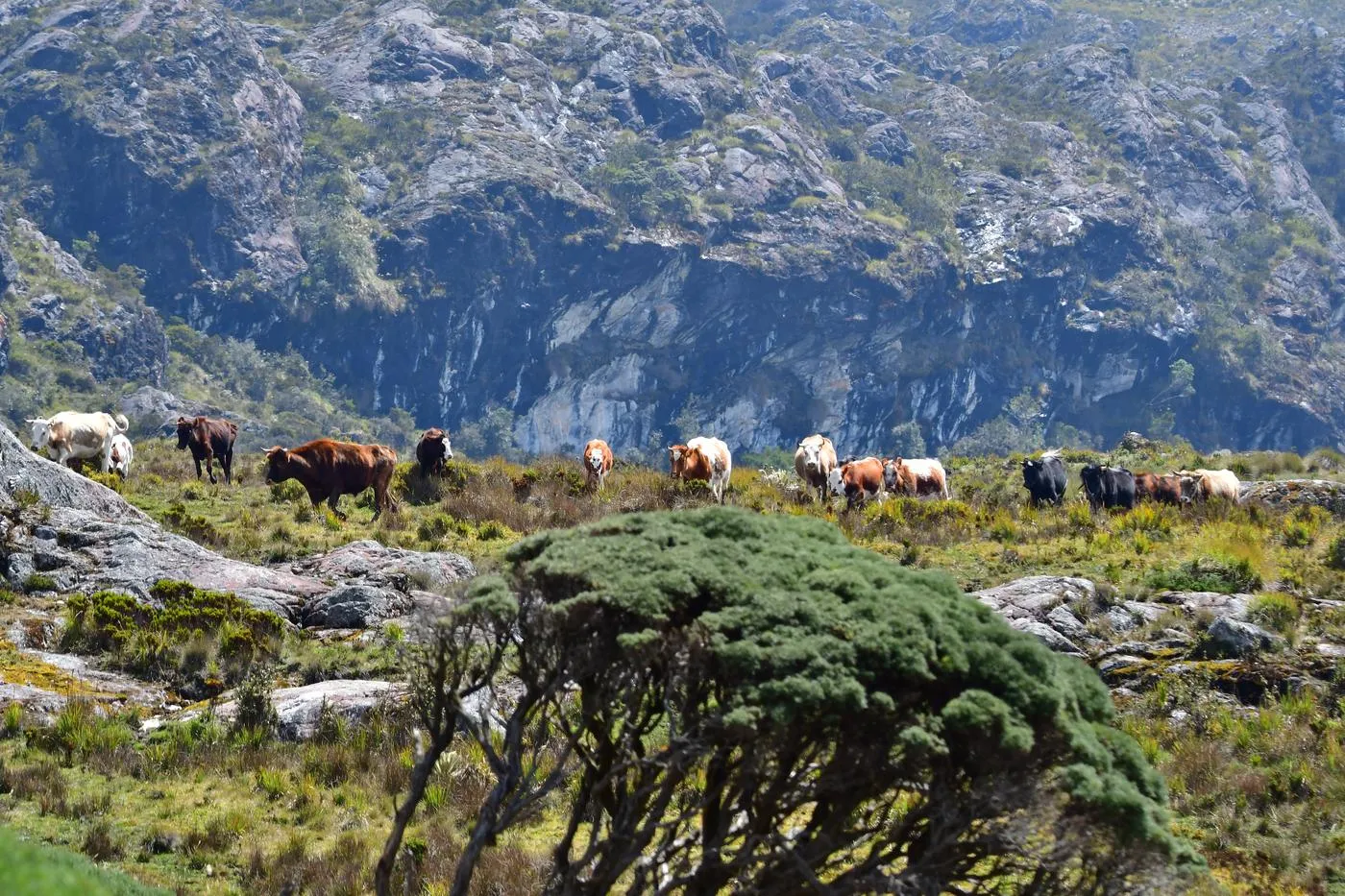 Ganadería en alta montaña