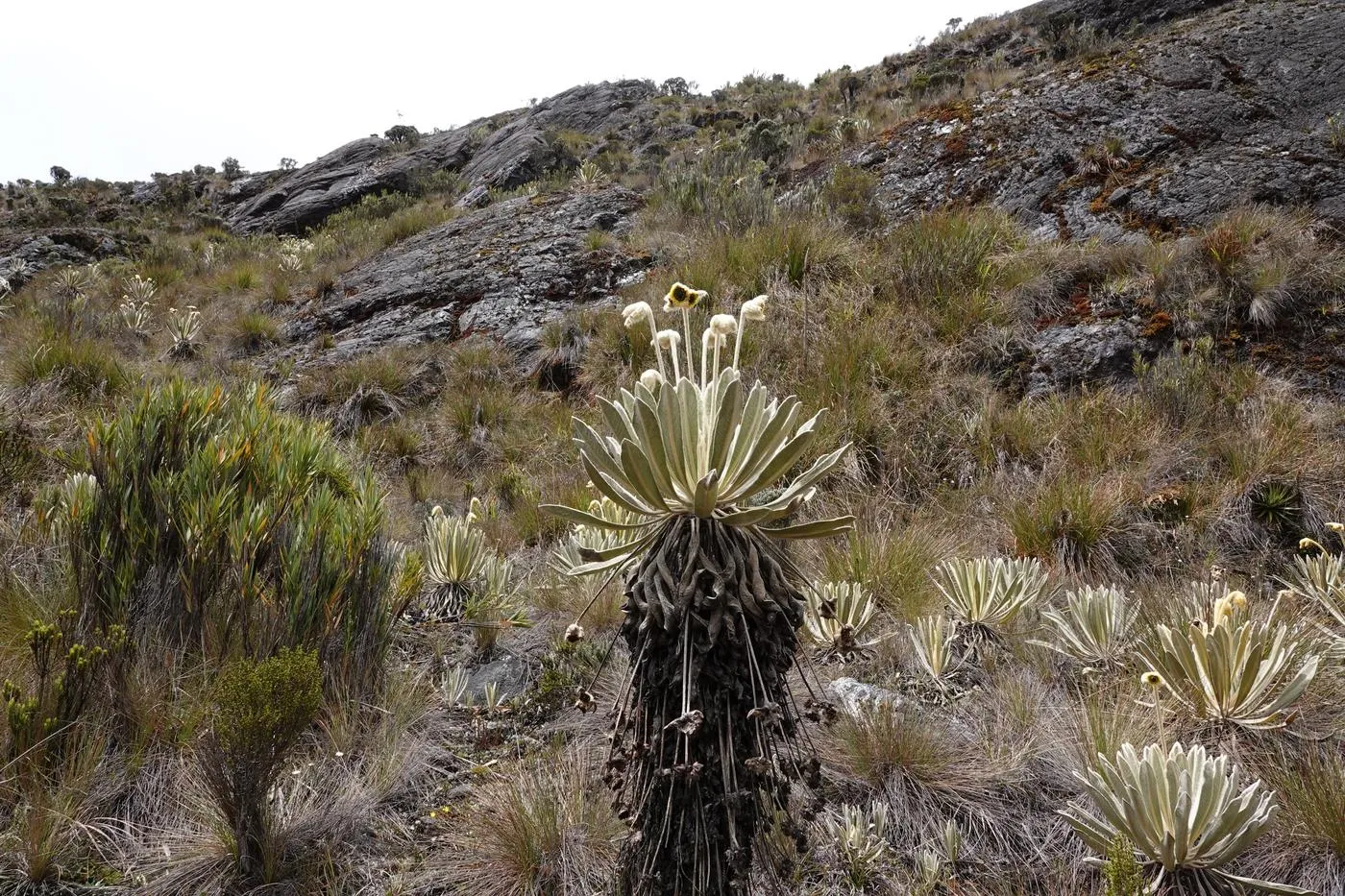 Frailejonal en ladera rocosa