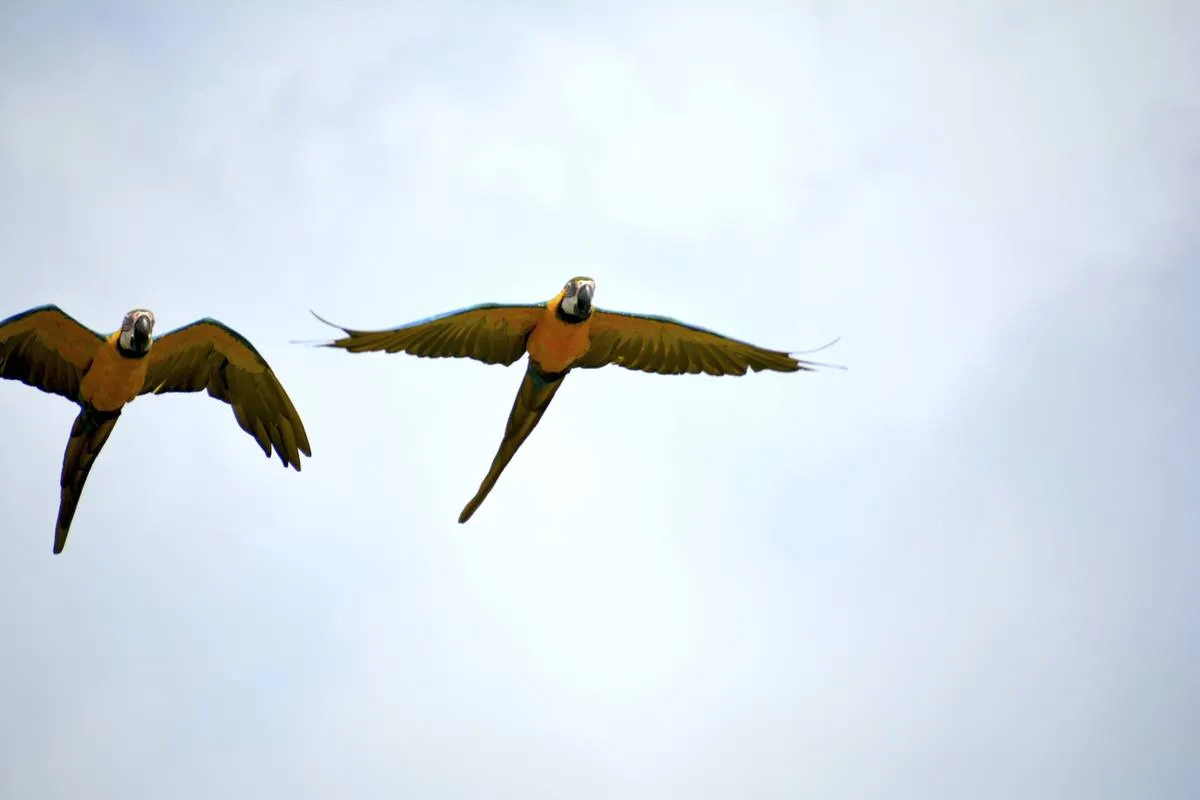 Guacamaya azul y amarilla