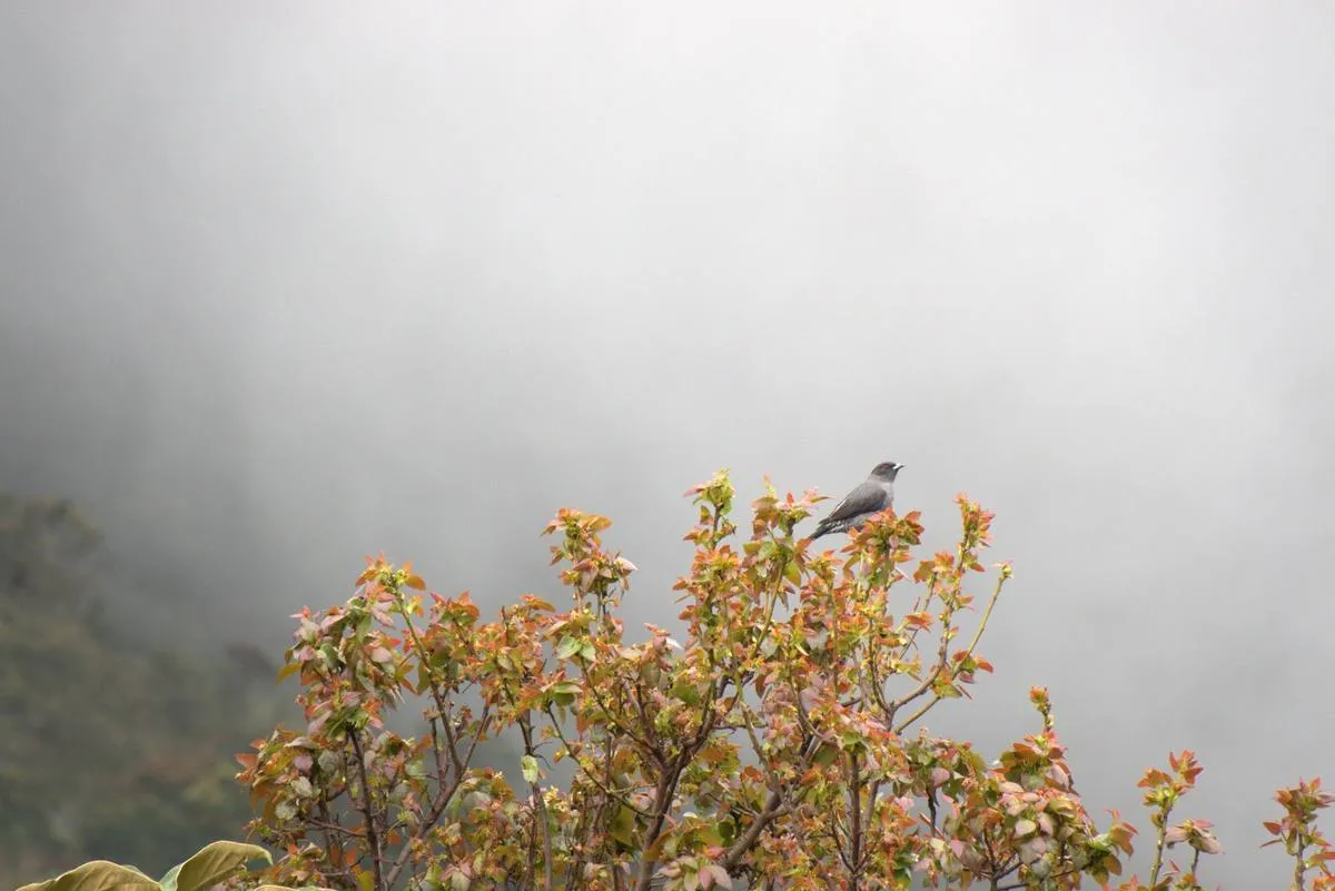 Ave en matorral con niebla