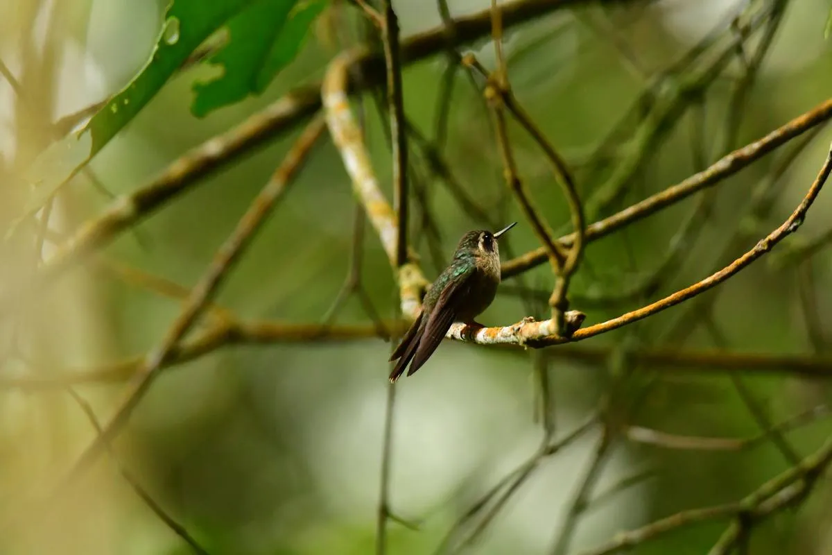 Colibrí de bosque andino