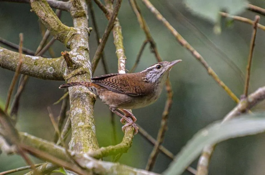 Cucarachero de Nicéforo