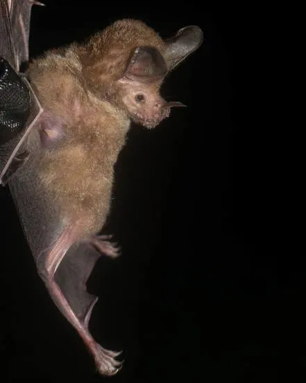 Murciélago de labios con flecos